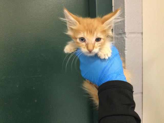 Adoptable Cat