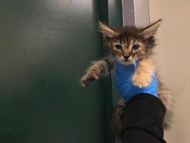 Adoptable Cat