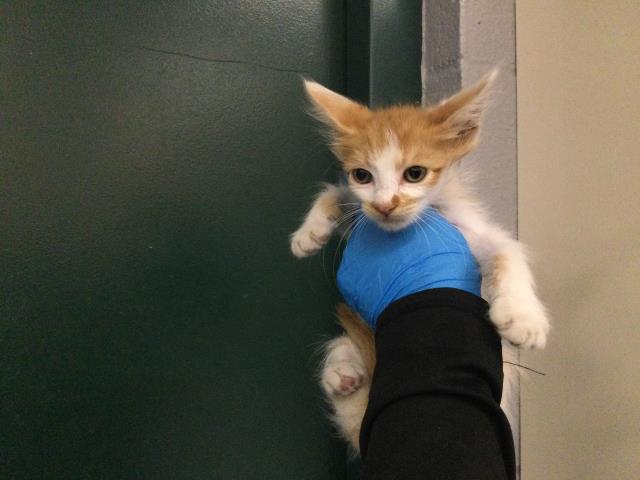 Adoptable Cat