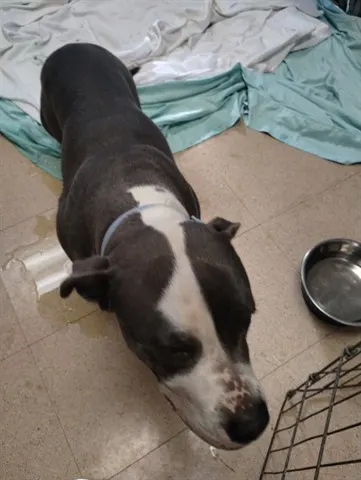 Adoptable Dog