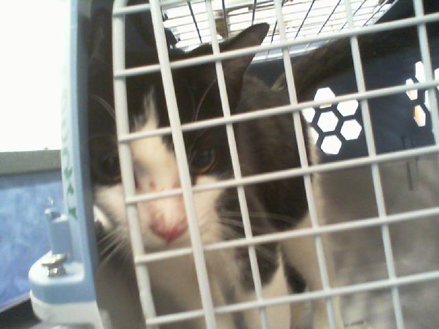 Adoptable Cat