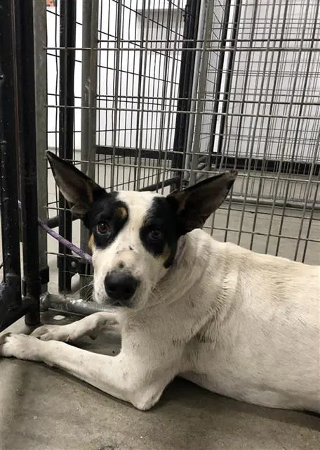 Adoptable Dog