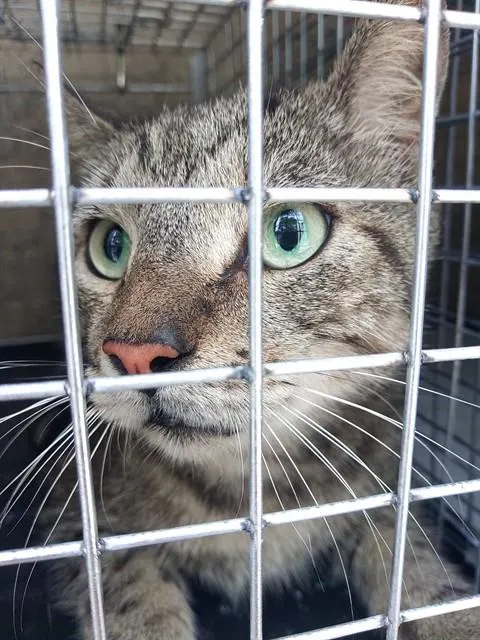 Adoptable Cat