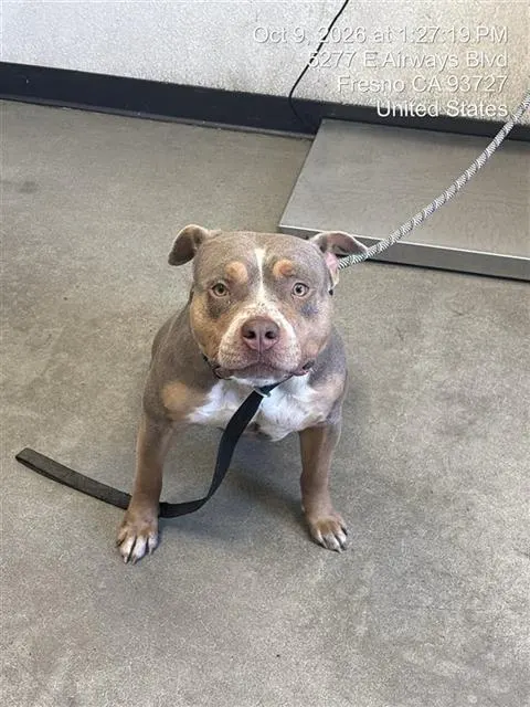 Adoptable Dog