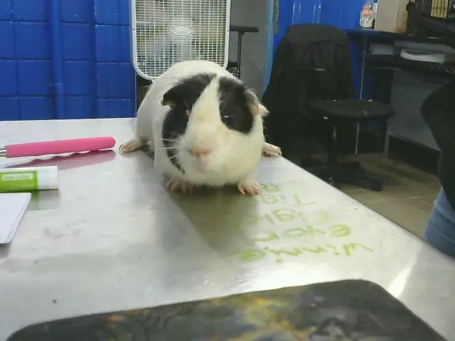 Eeyore