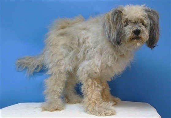 Adoptable Dog