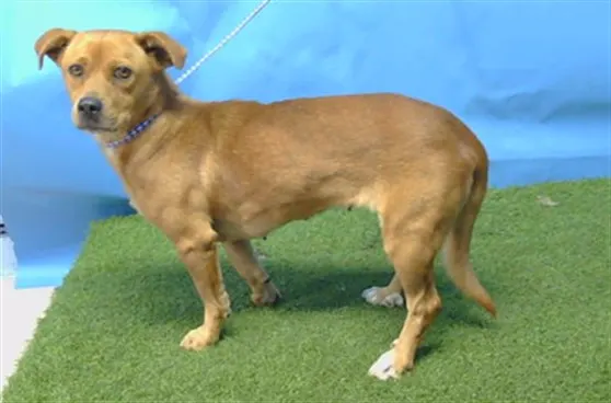 Adoptable Dog