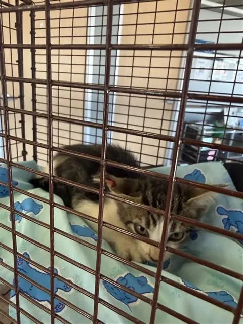 Adoptable Cat