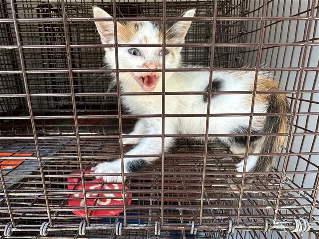 Adoptable Cat