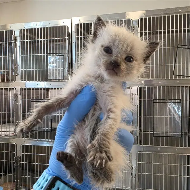 Adoptable Cat