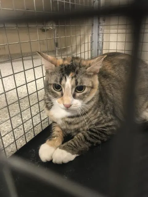Adoptable Cat