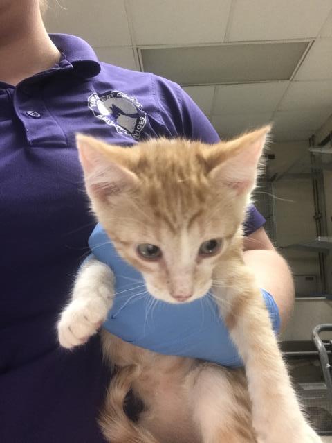Adoptable Cat