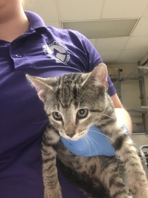 Adoptable Cat