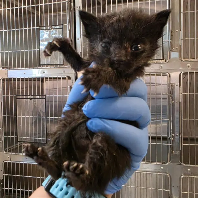 Adoptable Cat