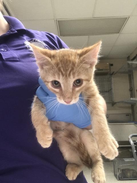Adoptable Cat
