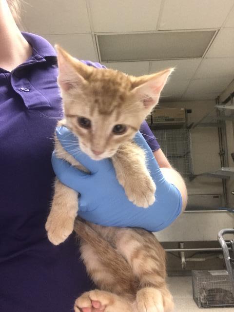 Adoptable Cat