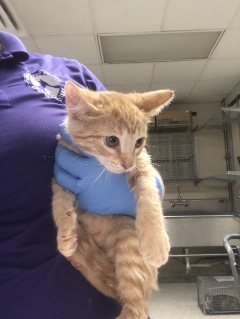Adoptable Cat