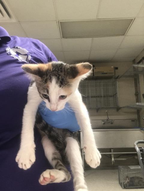 Adoptable Cat