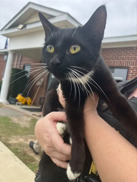 Adoptable Cat