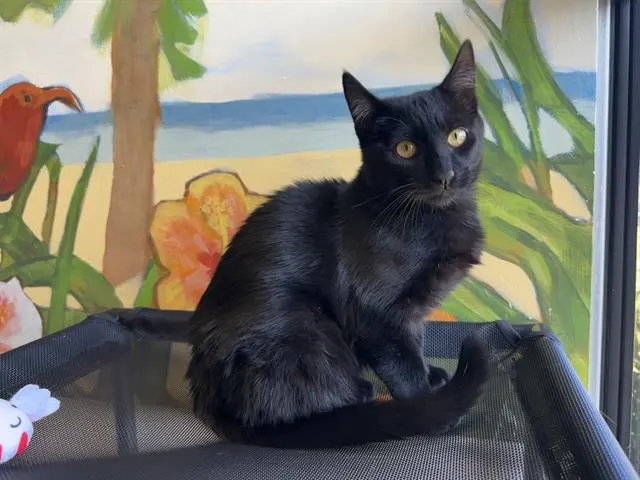 Purrdy