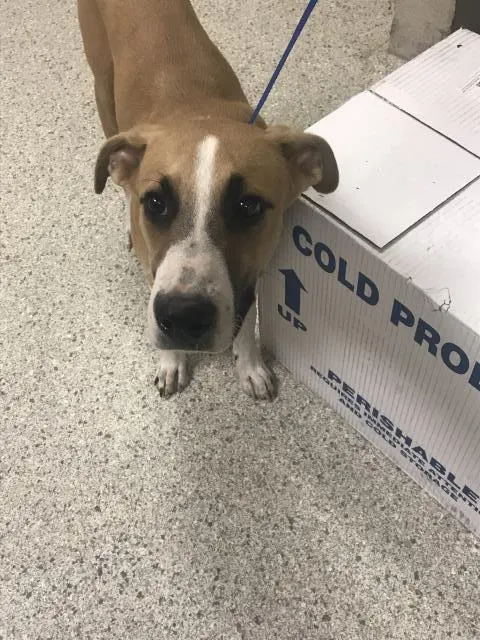 Adoptable Dog