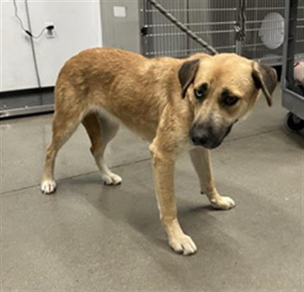 Adoptable Dog