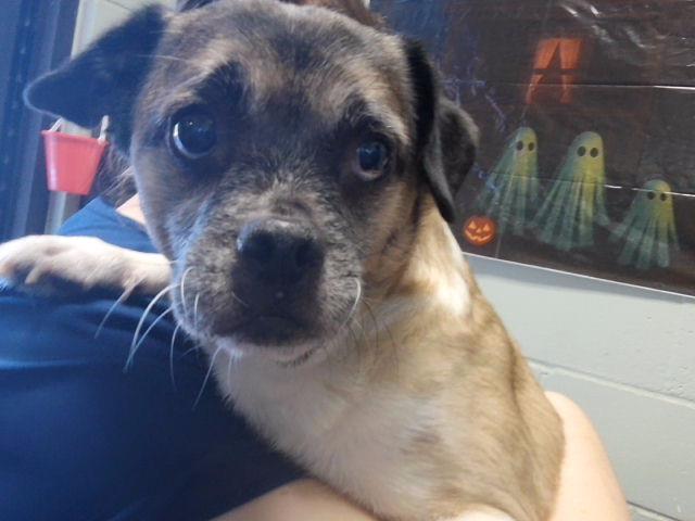 Adoptable Dog