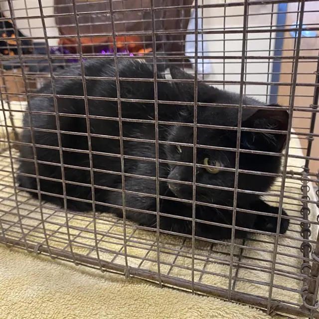 Adoptable Cat