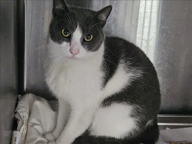 Luci