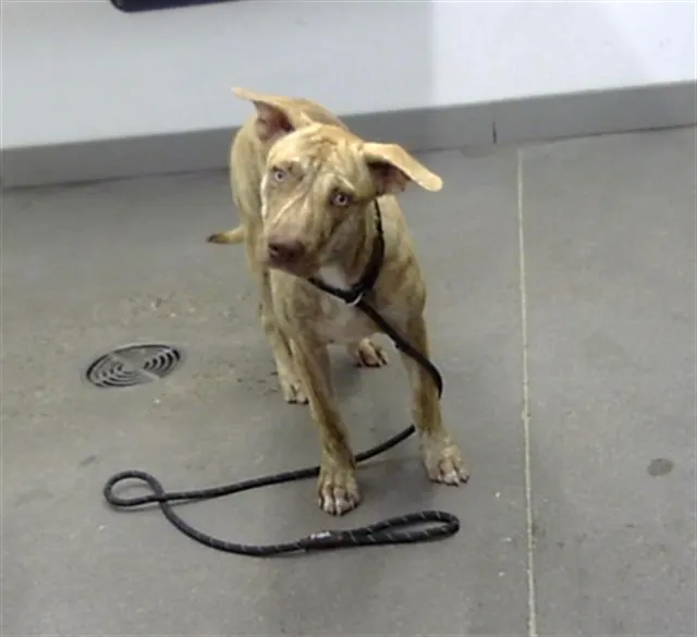 Phineas