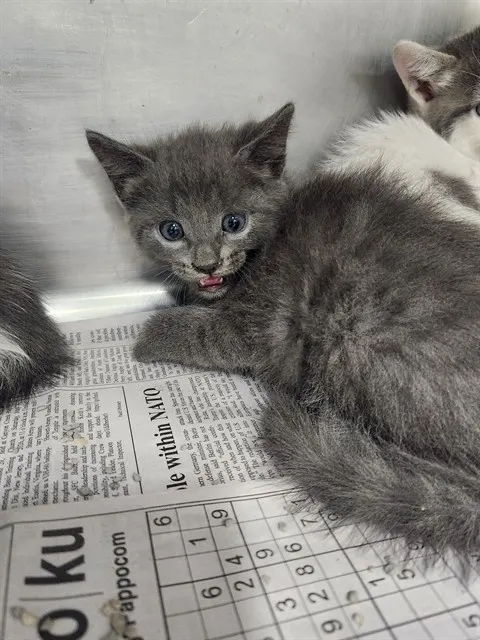 Gray