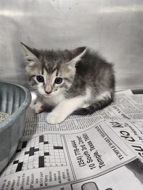Adoptable Cat