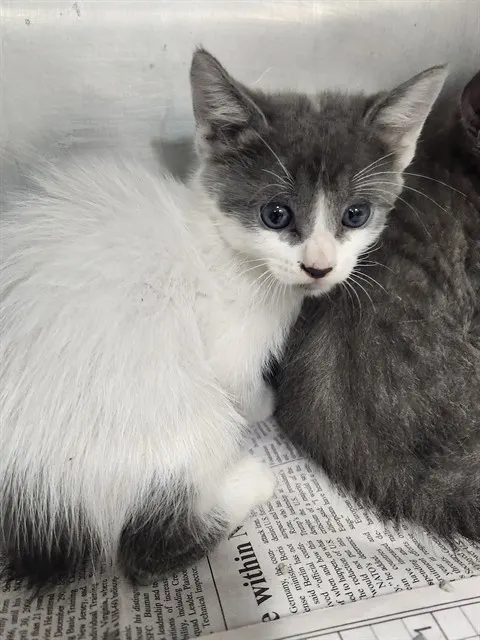 Adoptable Cat