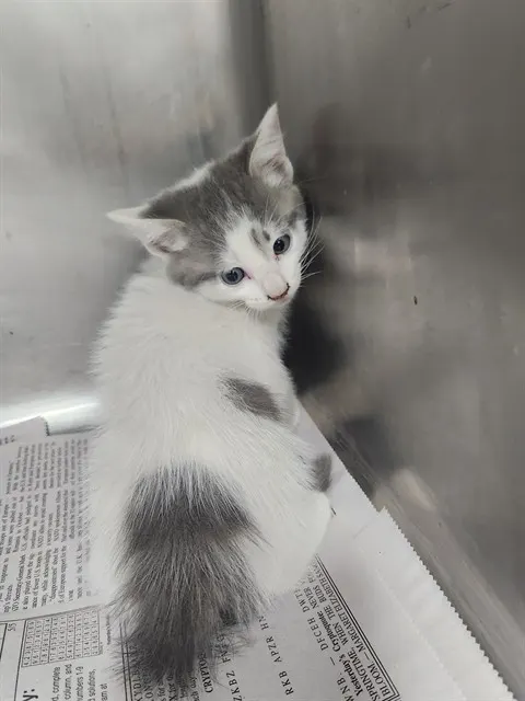 Adoptable Cat