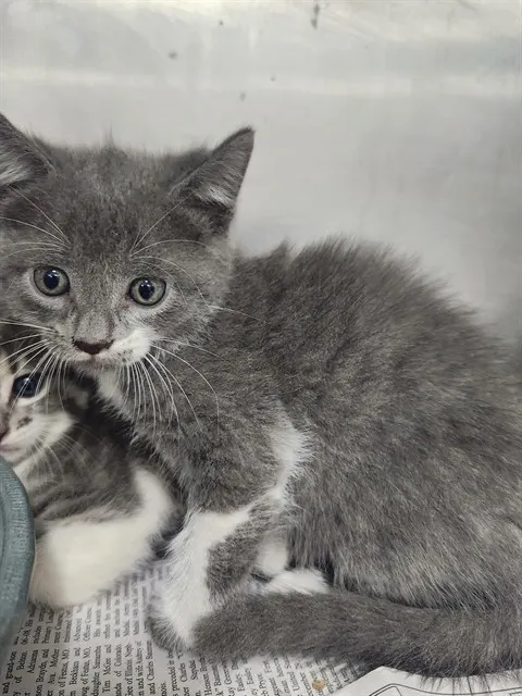 Adoptable Cat