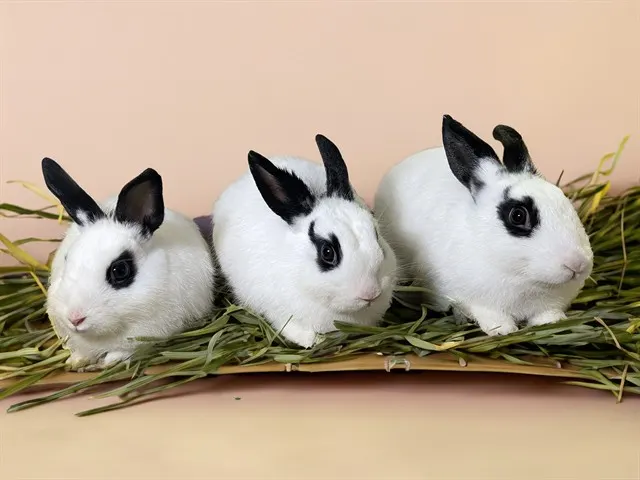 Breeze