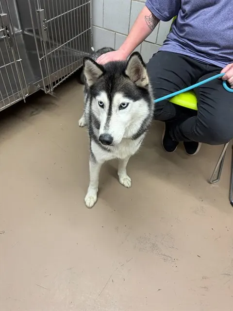 Adoptable Dog