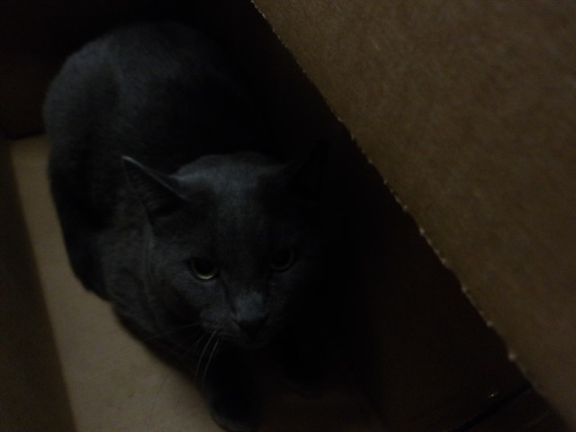 Adoptable Cat