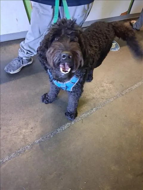 Vader