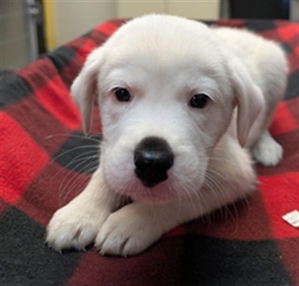 *Bieber*