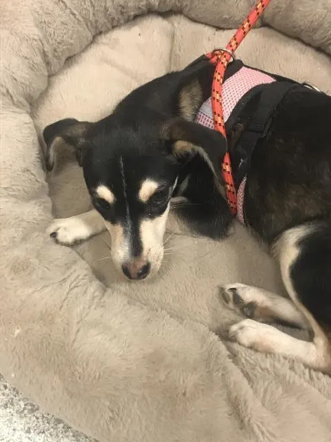 Adoptable Dog