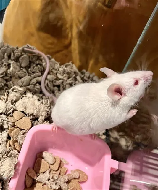 Whiskers
