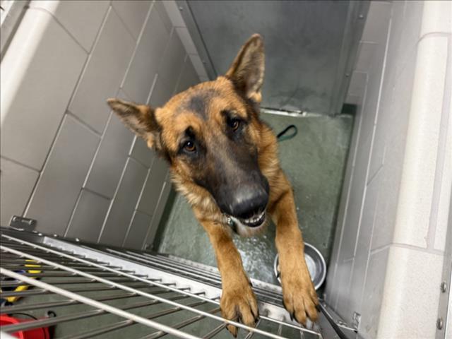 Adoptable Dog