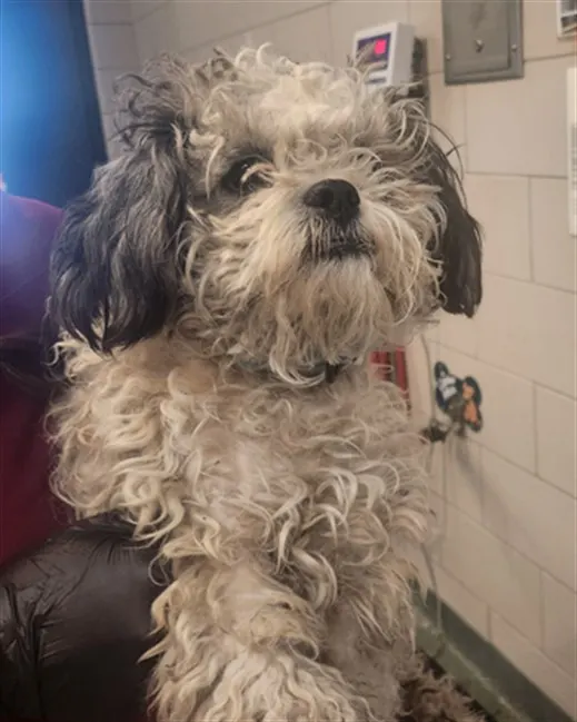 Adoptable Dog