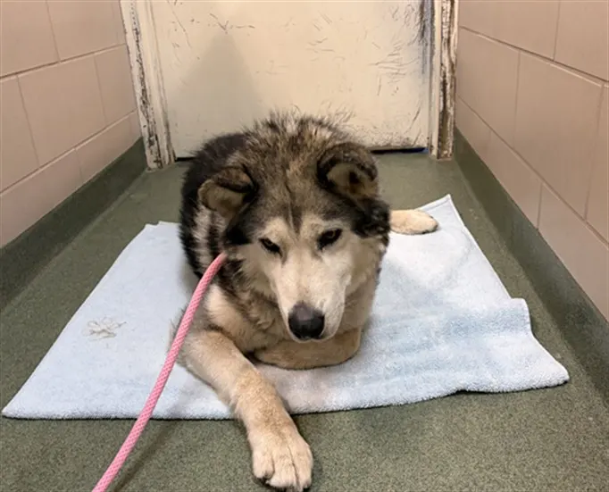 Adoptable Dog
