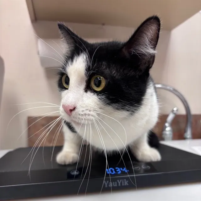 Adoptable Cat