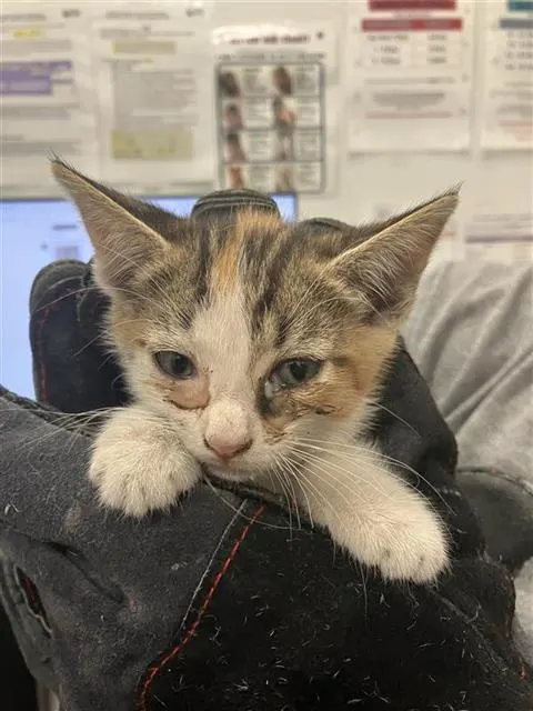 Adoptable Cat