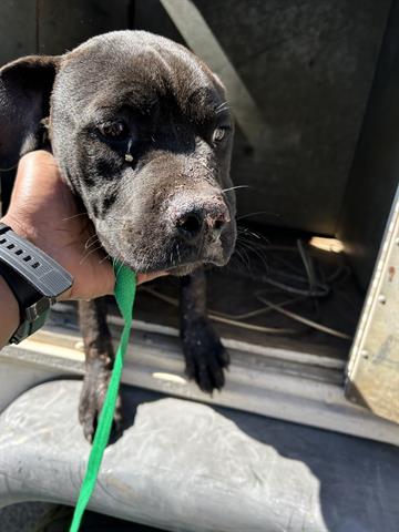 Coal