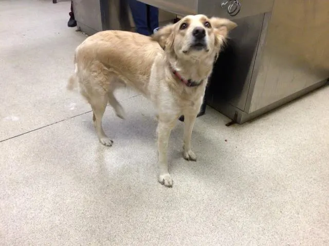 Darla