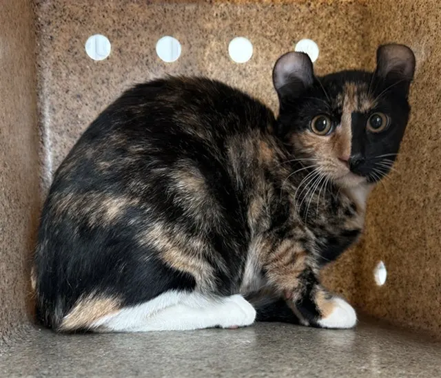 Adoptable Cat